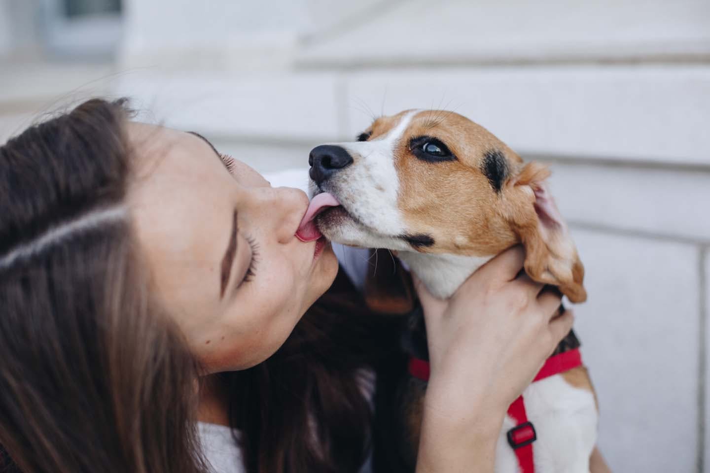 犬が舐めてくる本当の理由とは？愛情表現の裏に潜むSosと危険な病気