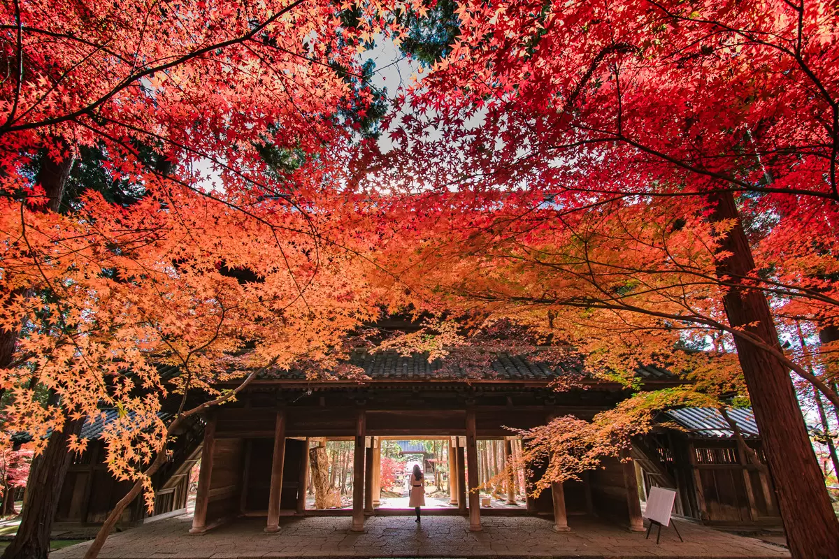 岡山・曹源寺になぜ世界が注目？外国人修行僧が集う真相と2026年の全貌