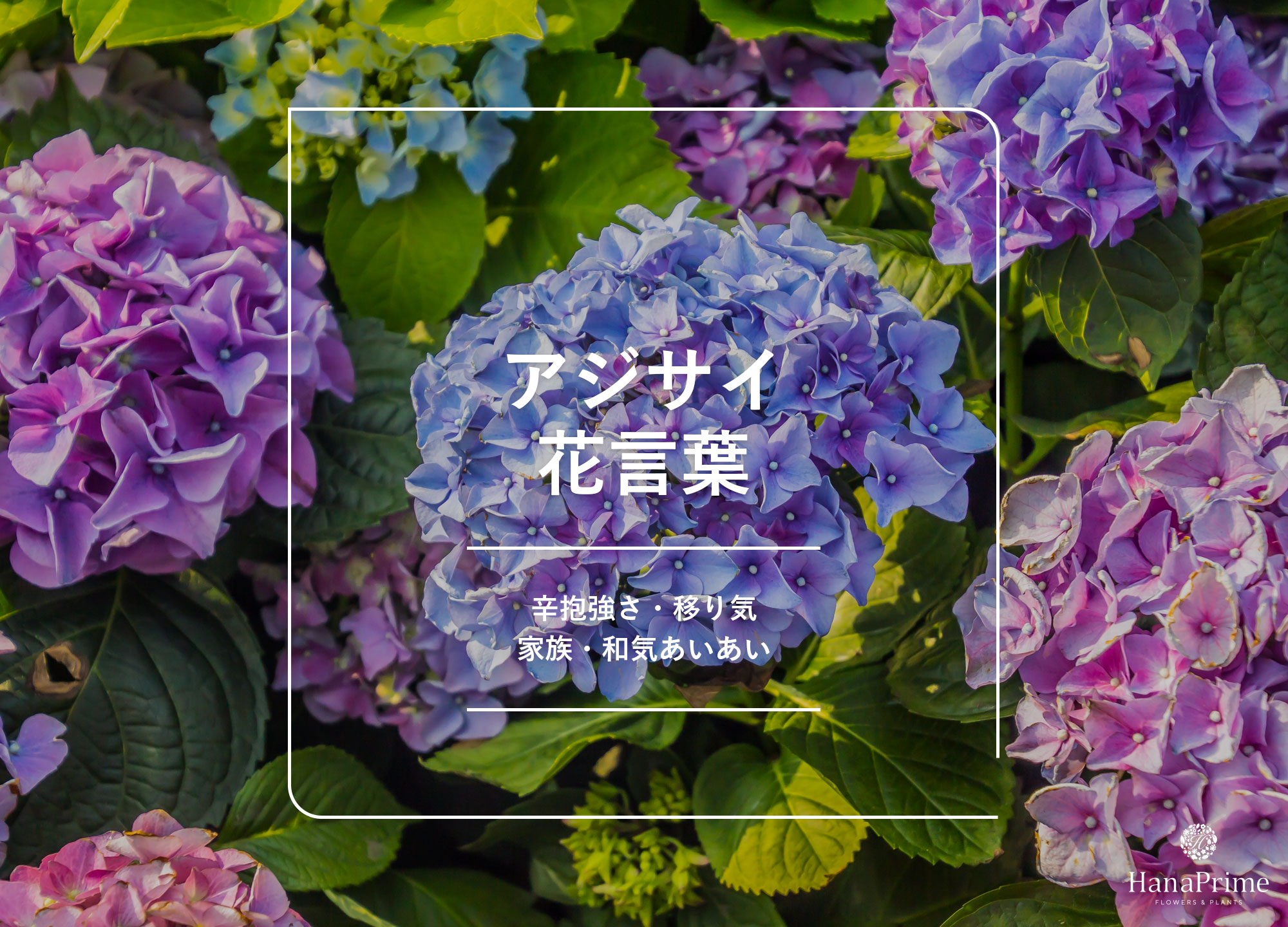 紫陽花の花言葉が怖い理由とは？色別の意味や母の日の真相を徹底解剖