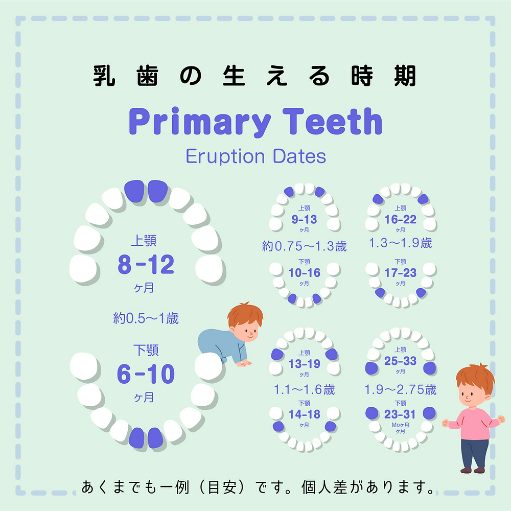 赤ちゃんの歯が生える順番と時期目安！違う理由と受診基準を徹底解説