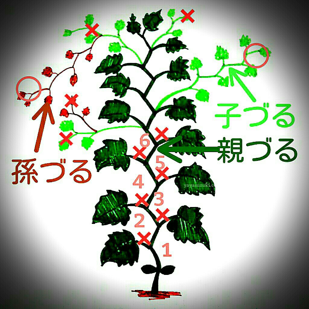 きゅうりの育て方と摘芯の極意｜収穫量を最大化する2026年最新整枝術