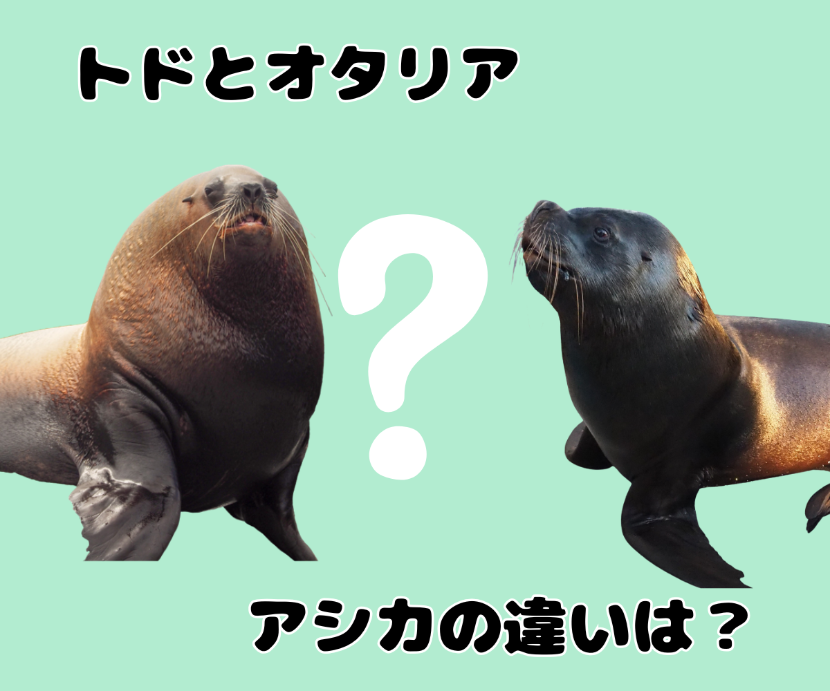 水族館の芸達者オタリアとは？アシカとの違いや驚きの生態を徹底解明