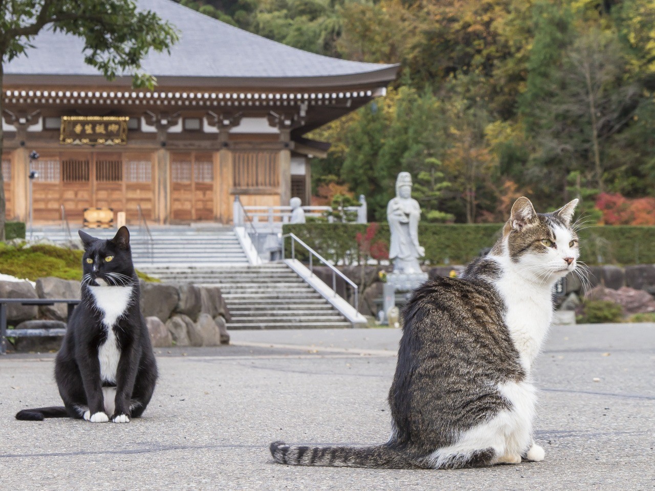 猫寺・御誕生寺の猫が減った真相とは？2026現在の実態と参拝ガイド