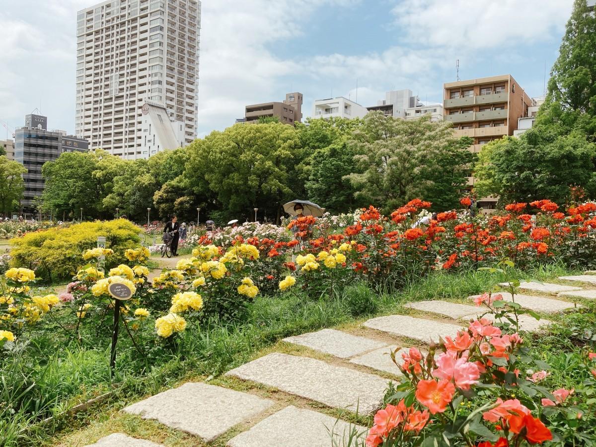 靭公園バラ園2026見頃と開花状況！無料の都会オアシス徹底攻略
