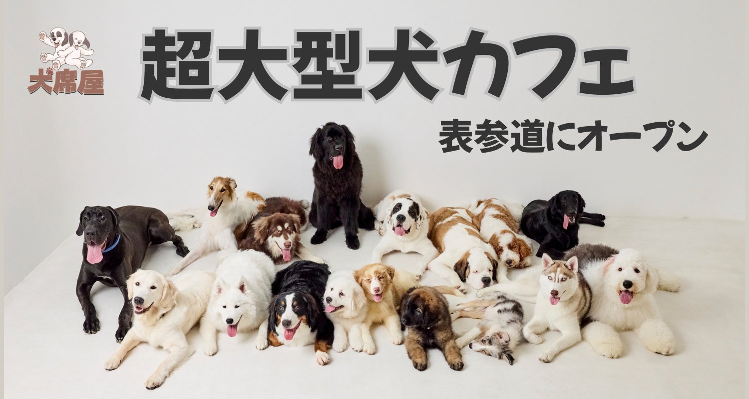 【2026最新】大型犬カフェが社会現象化する真相と予約攻略ガイド