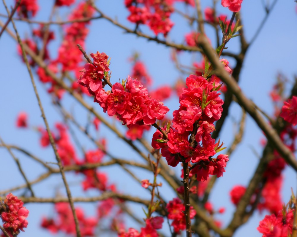 花桃の木を庭に植えてはいけない？実の毒性や後悔しない剪定法を徹底解説