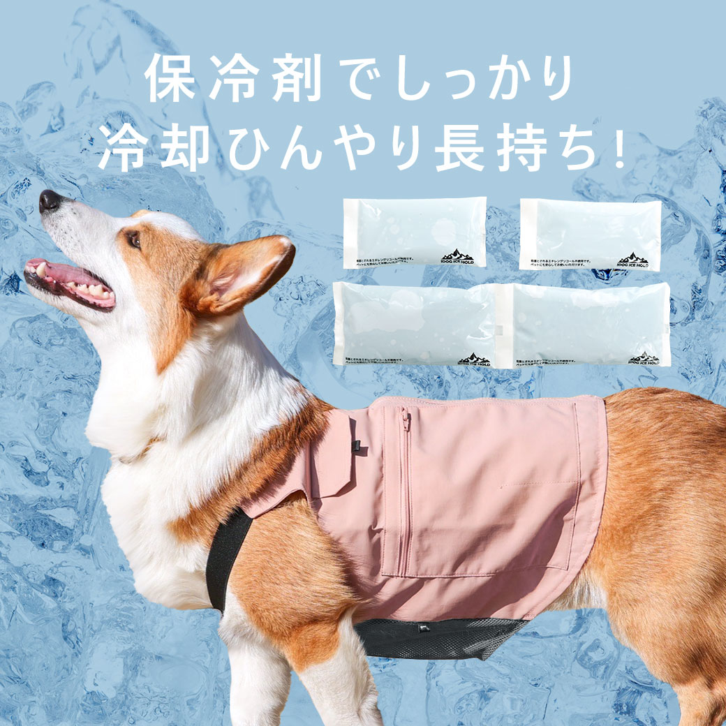 犬の保冷剤に潜む猛毒リスク！誤飲時の症状と安全な暑さ対策【2026】
