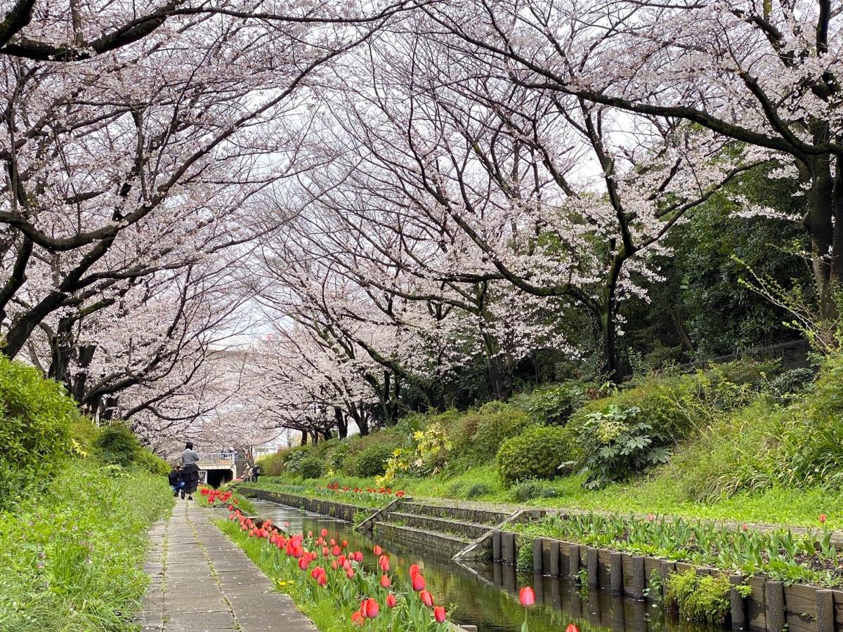 江川せせらぎ緑道2026！桜とチューリップの奇跡の絶景と見頃を徹底解説