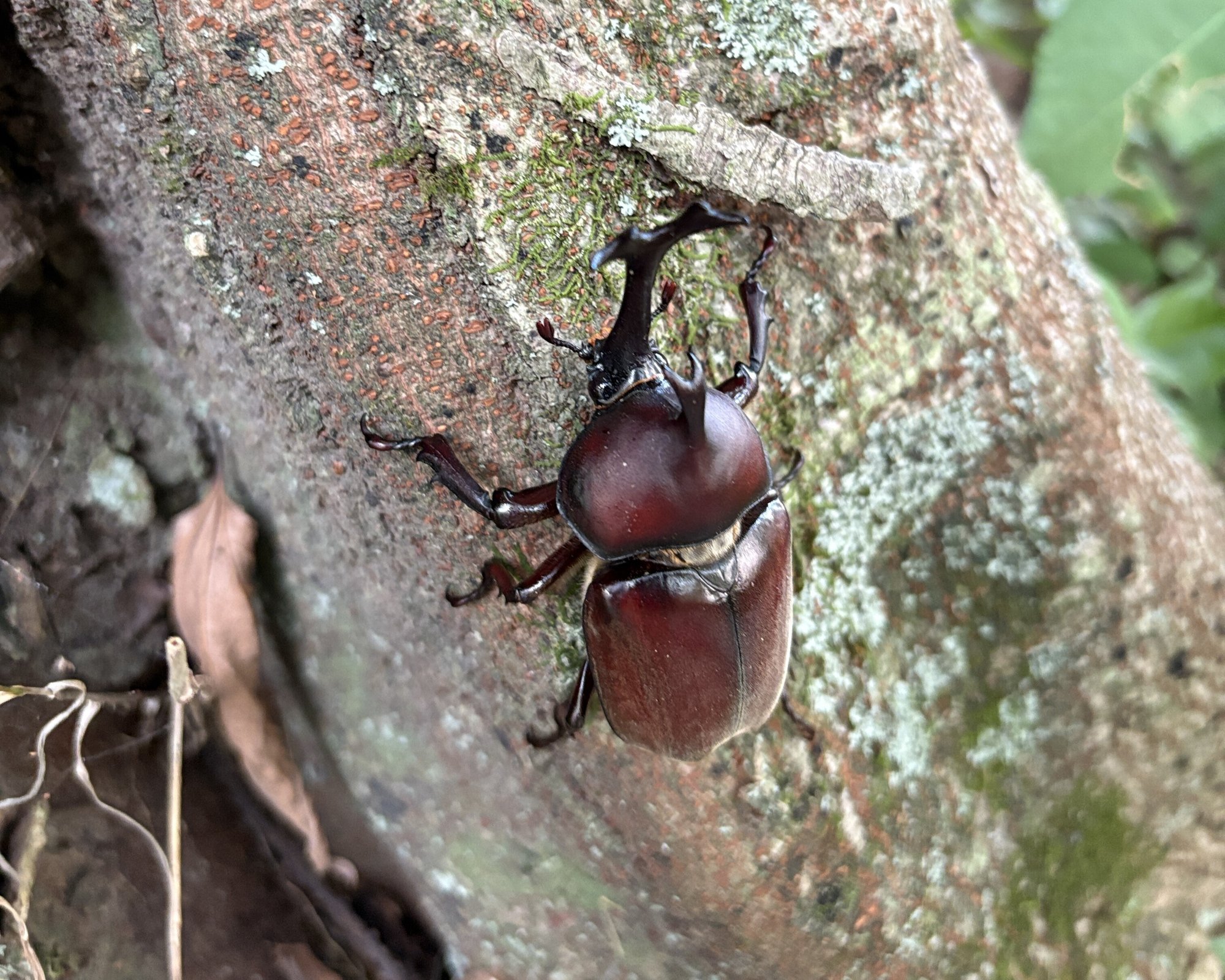 カブトムシを逃がす場所に公園はNg？生態系を壊す危険な罠と正しい手放し方