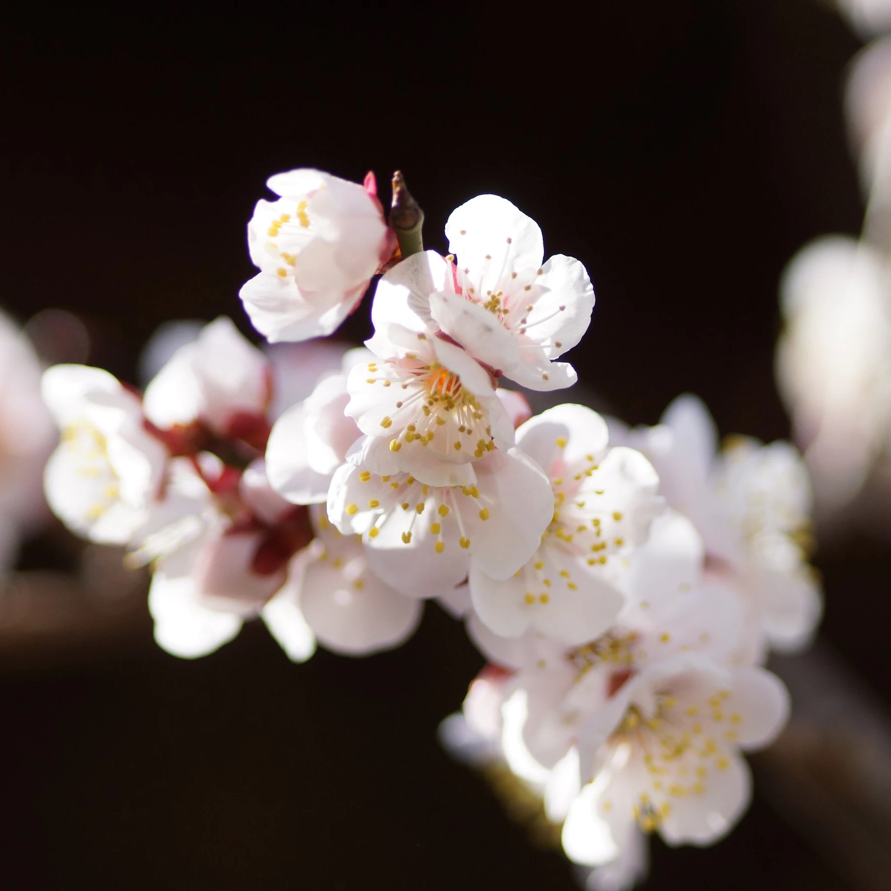 梅の花の見頃と2026年名所！桜・桃との違いや花言葉の真相を徹底解説