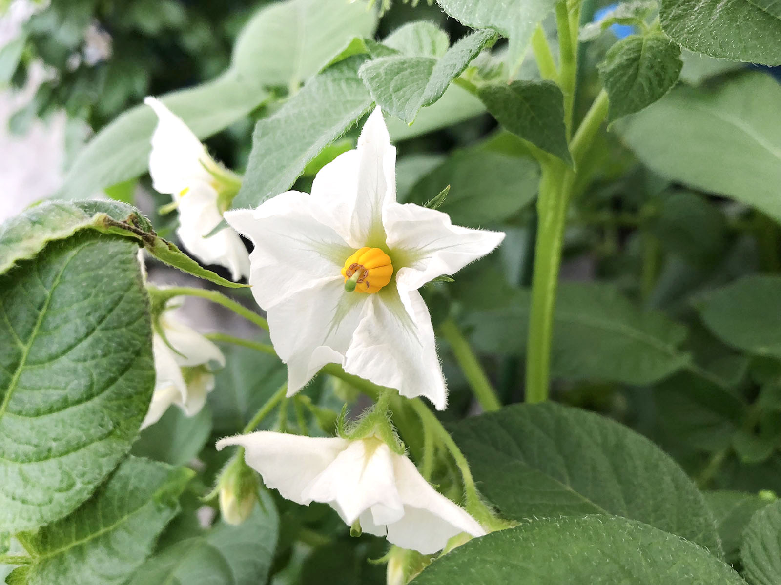ジャガイモの花は摘むべき？収穫量の真実と実の毒性を徹底解説