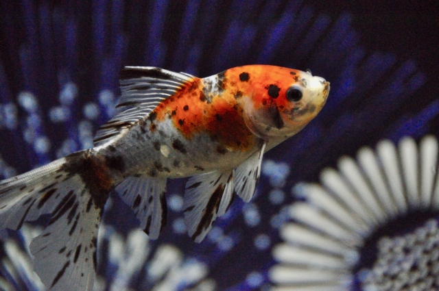 金魚の赤斑病を救う！初期症状の見分け方と塩浴・薬浴の正しい治療手順