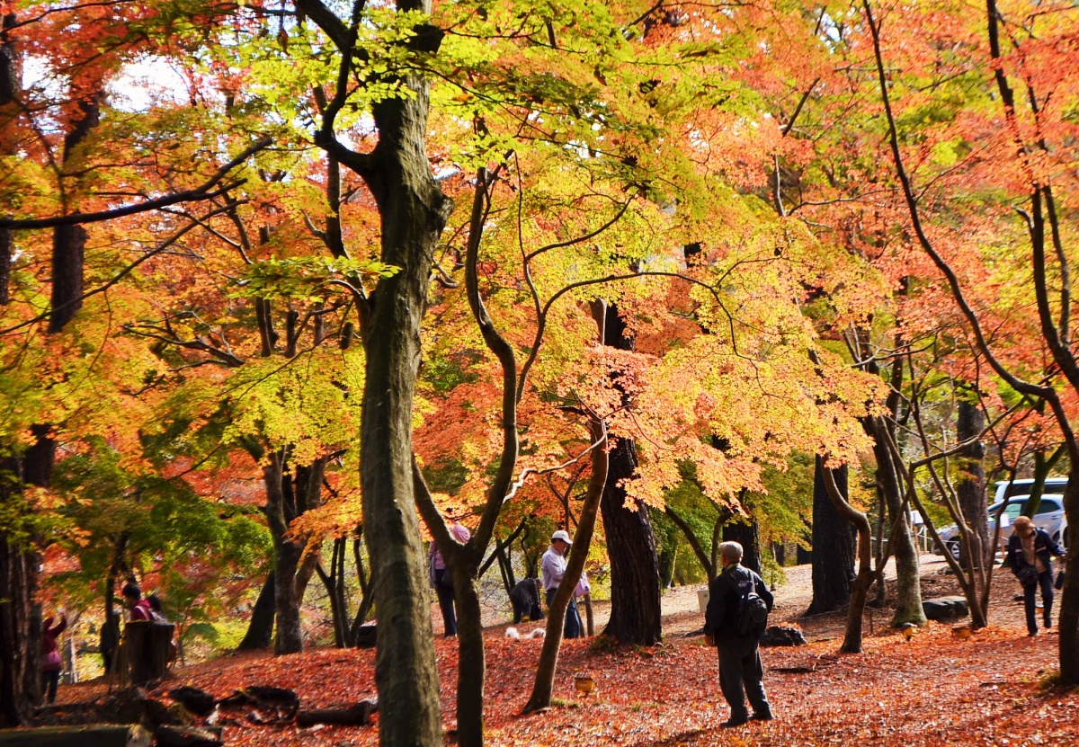 月の石もみじ公園の紅葉見頃2026！ライトアップと混雑回避術