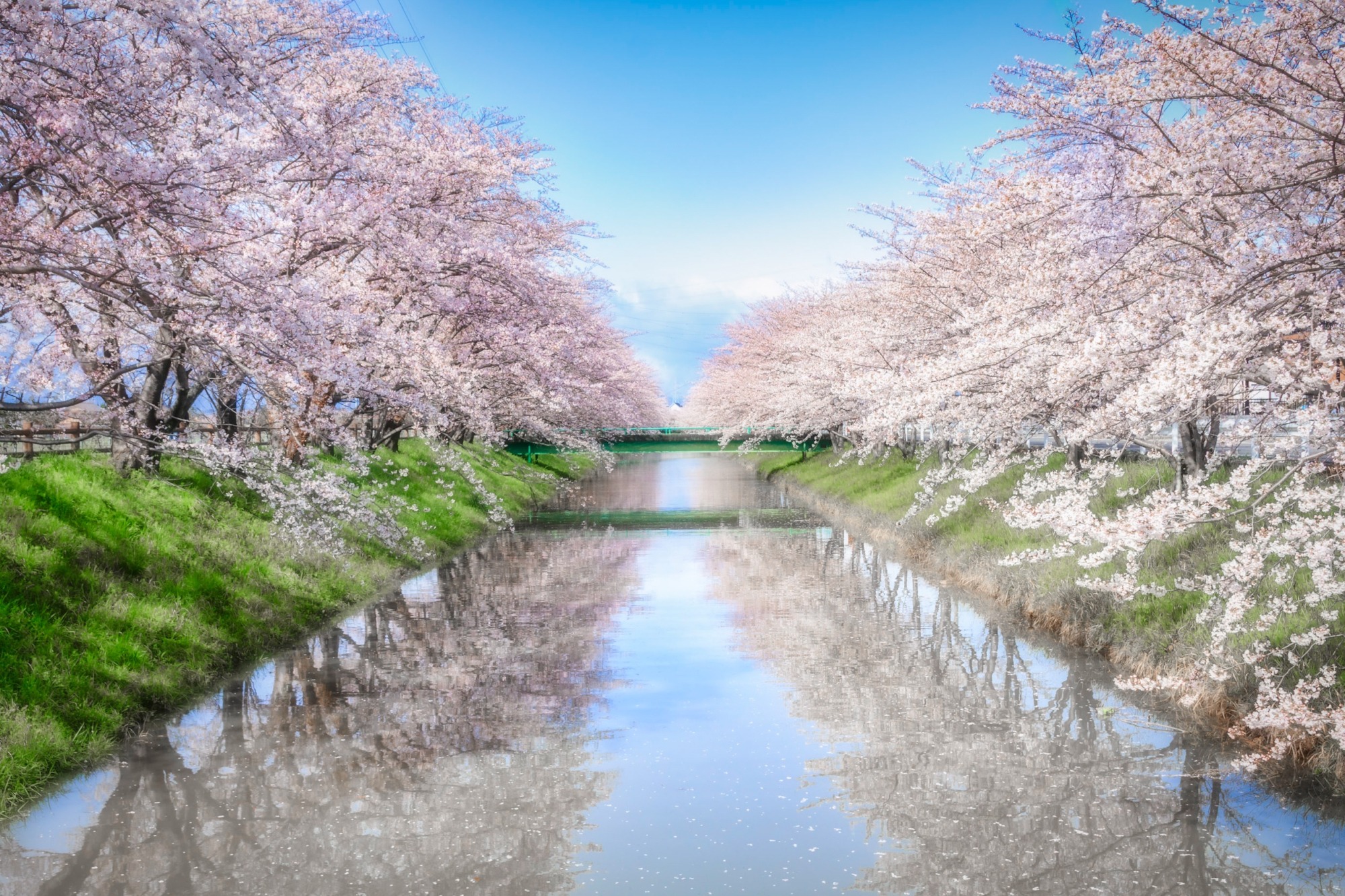 【最新】 桜 空 も も 動画 インスタライブ最新動画 #908