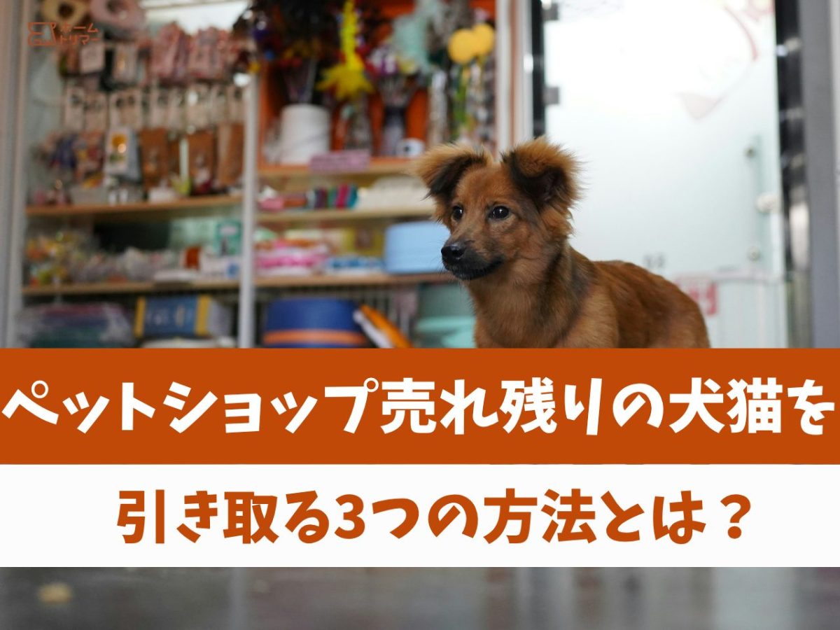 ペットショップの売れ残りを引き取る方法｜無料の真相と2026年の譲渡実態