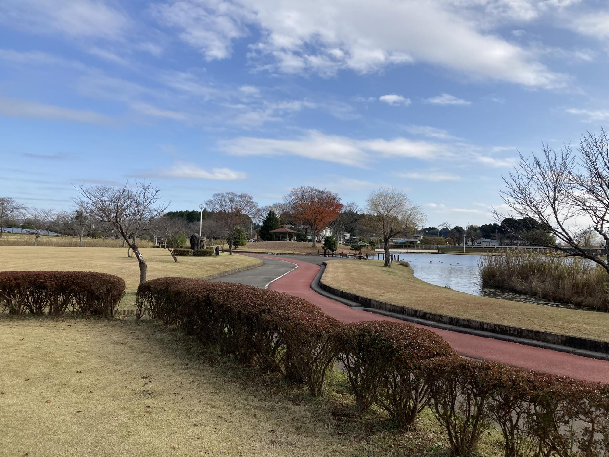 柏原池公園の魅力を徹底解剖！無料駐車場・釣り・桜の開花情報と現地実態