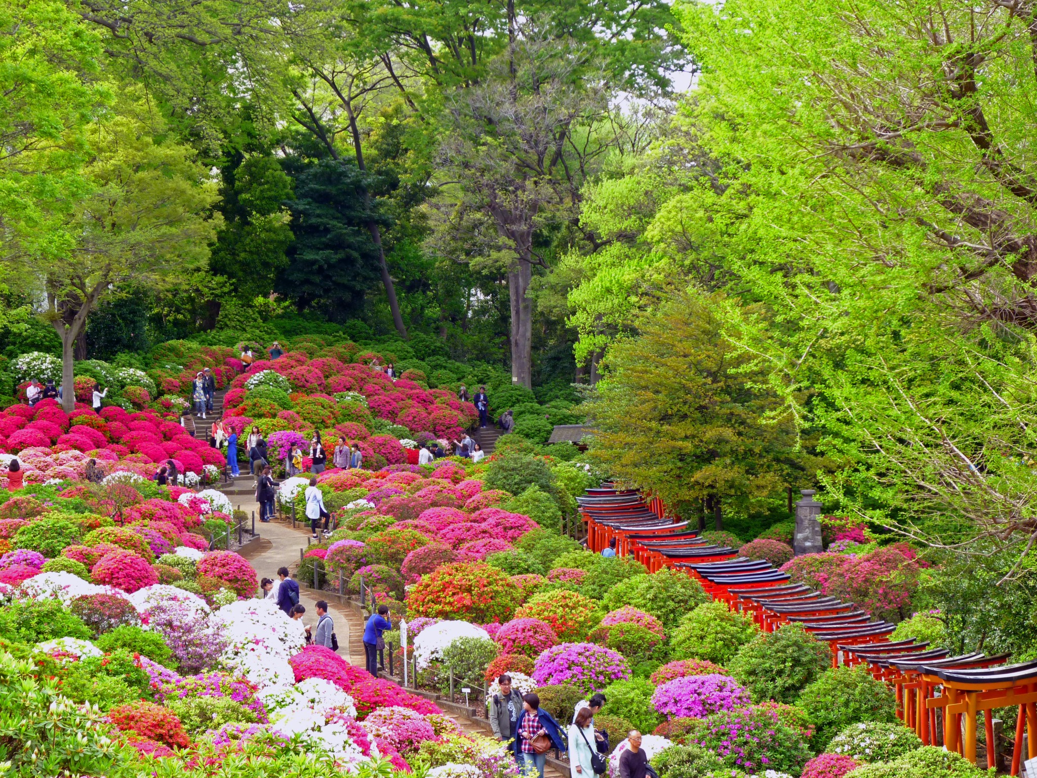 【2026】根津神社つつじ苑の見頃と開花状況！混雑回避と見どころ完全解説