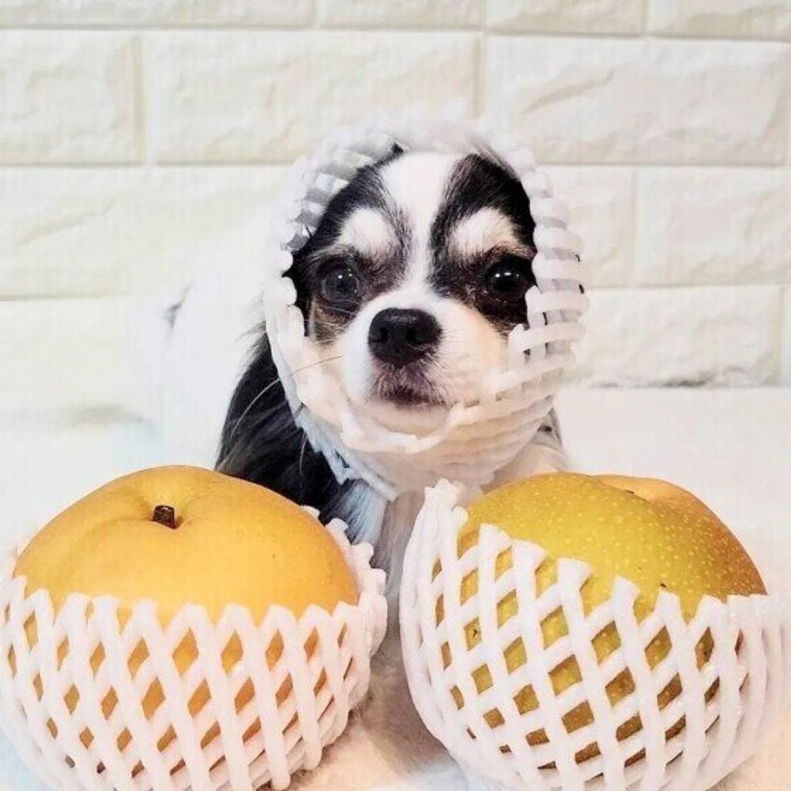 犬に梨を与えても大丈夫？皮や種の危険性と愛犬を守る適量を徹底解説