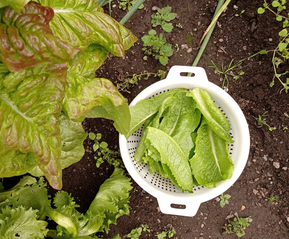 2月に植える野菜は本当に育つ？春収穫で失敗しない人気品種と育て方を徹底解説