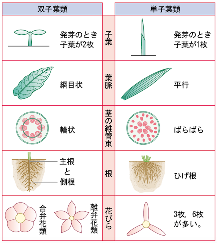 単子葉類と双子葉類の違いとは？決定的な見分け方と超効率の覚え方