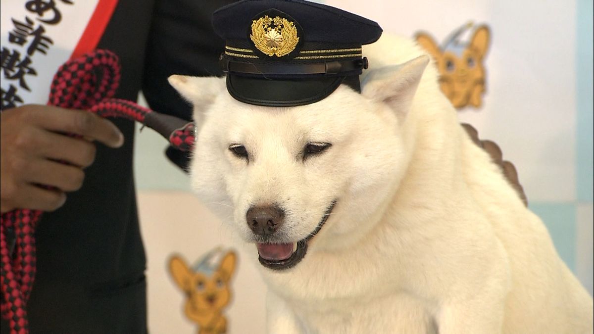 ソフトバンクお父さん犬の現在と歴代の真相｜初代カイくんと誕生秘話
