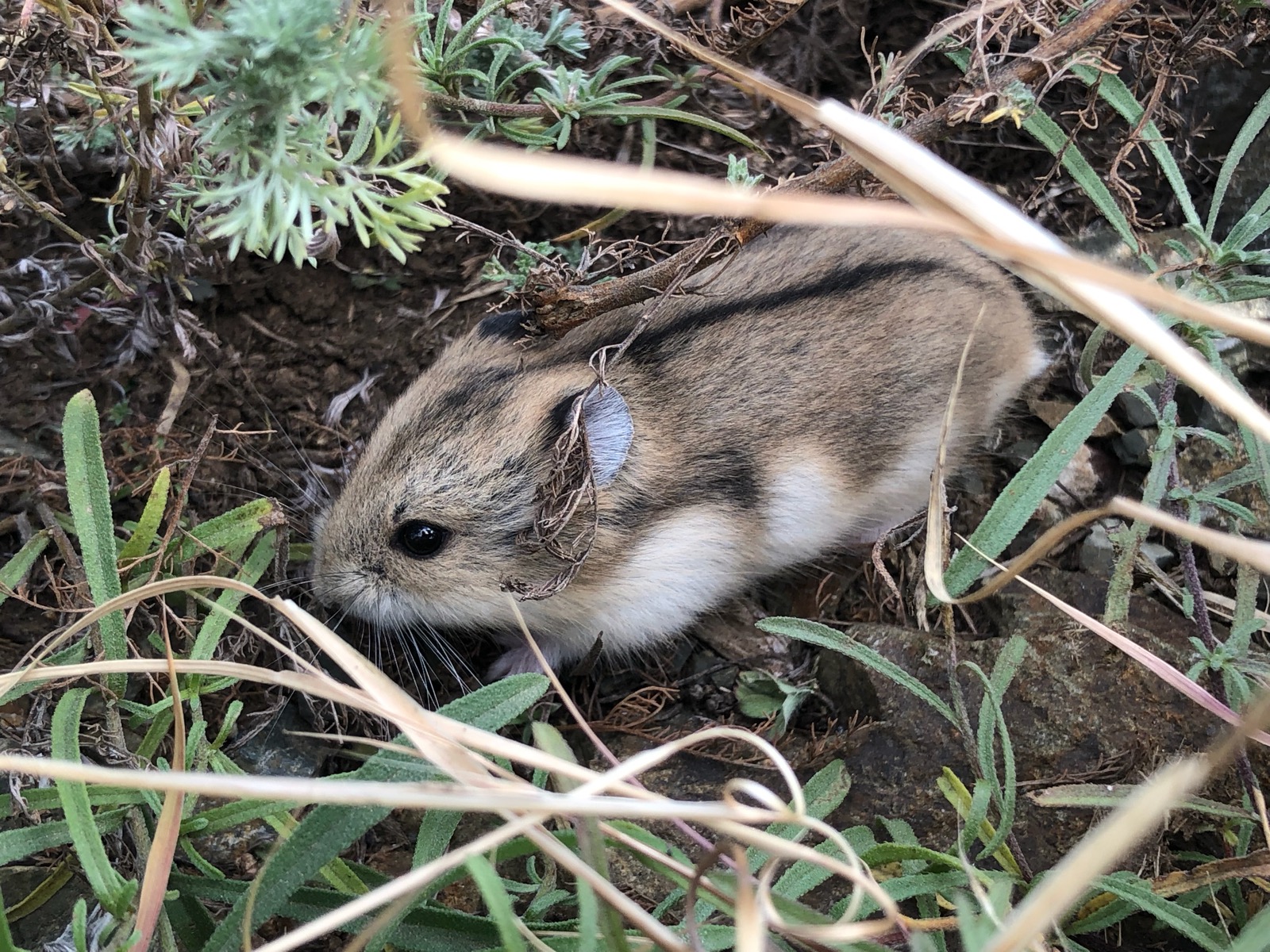 野生のハムスターの生態と真実！巨大で凶暴な原種と絶滅の危機