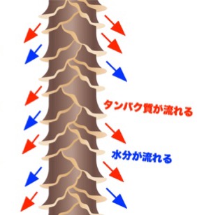 【経歴】 髪の毛 乾かさ ない と どうなる 最新ファイル＆画像まとめ #913