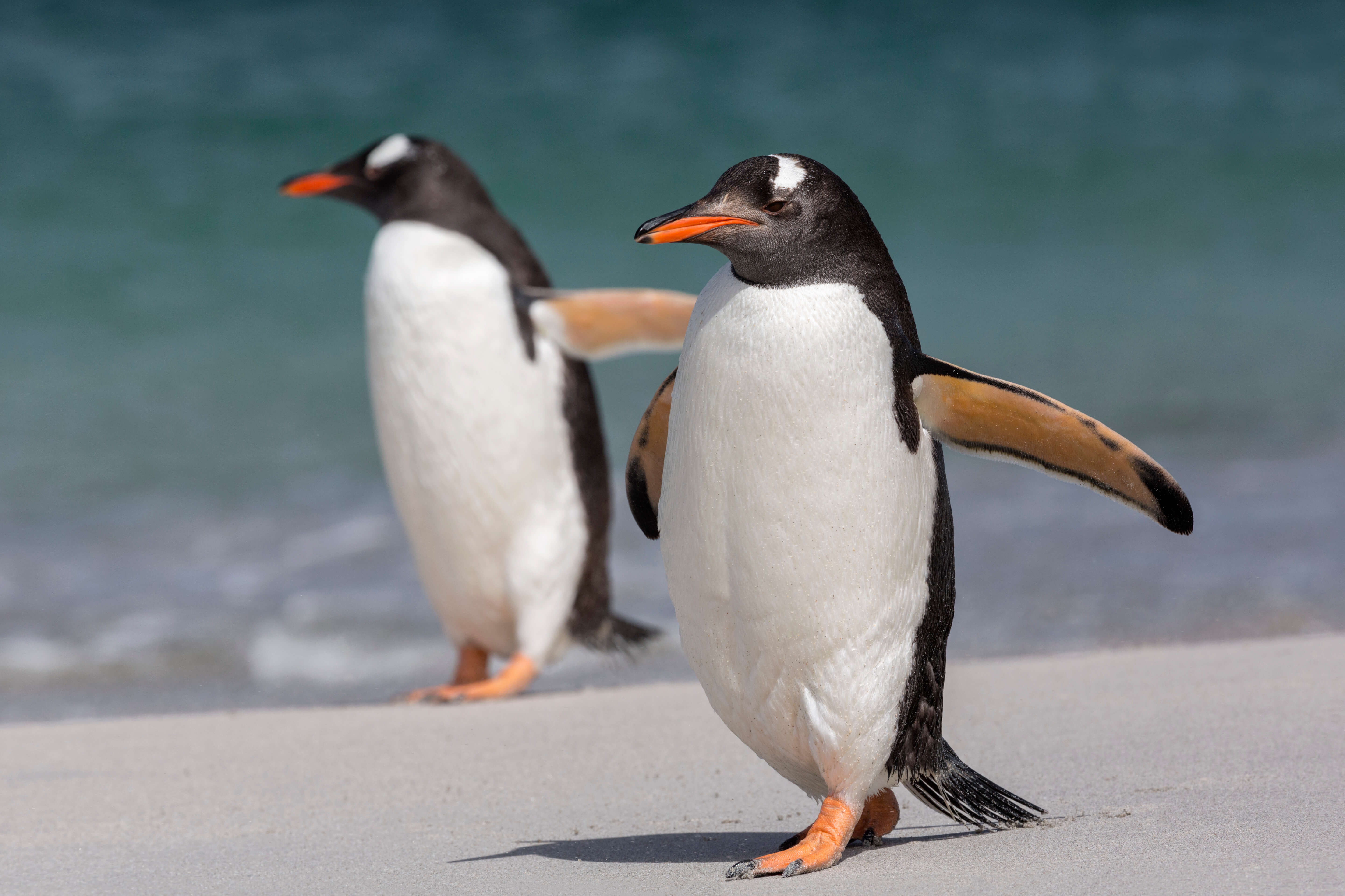 『ザ・ペンギン』を英語で楽しむ！コリン・ファレル怪演の裏側