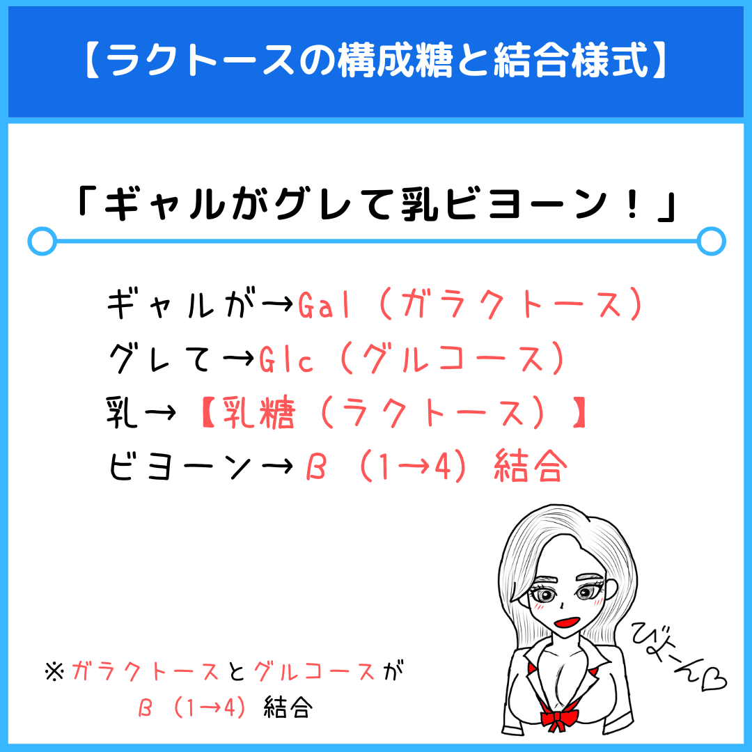二糖類の覚え方を徹底解説！語呂合わせと還元性の見分け方完全攻略