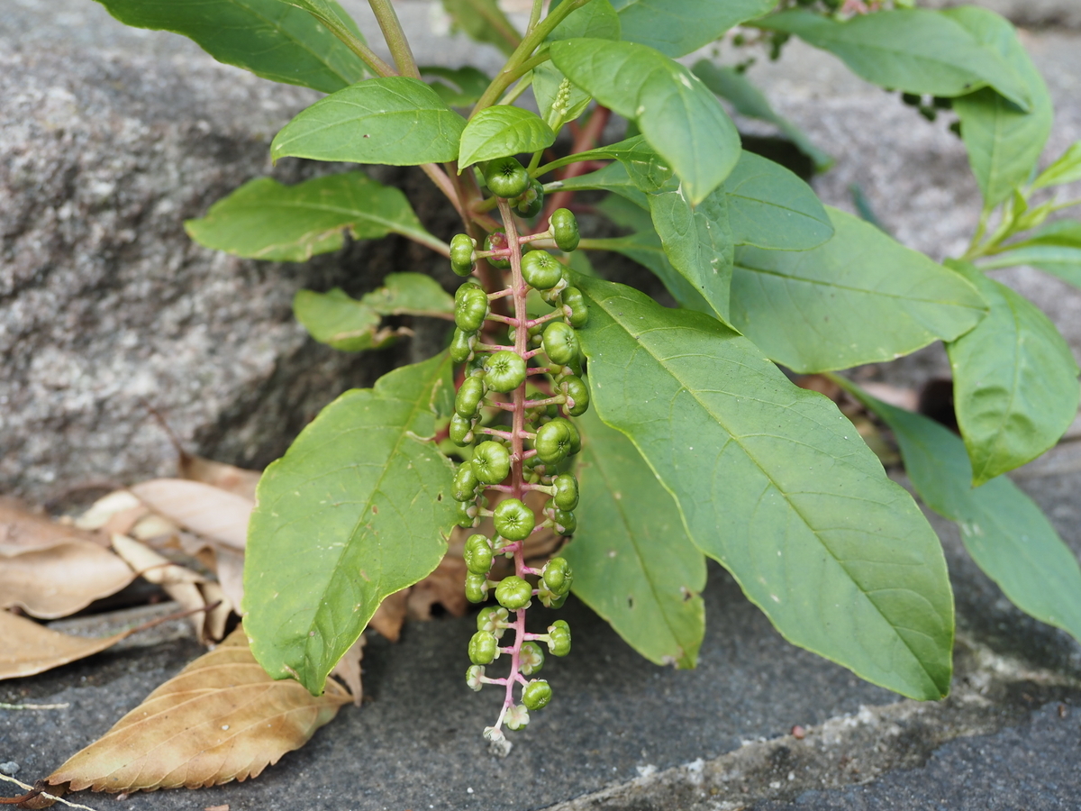ヨウシュヤマゴボウ似の猛毒植物！山ぶどう・市販品との決定的な違い