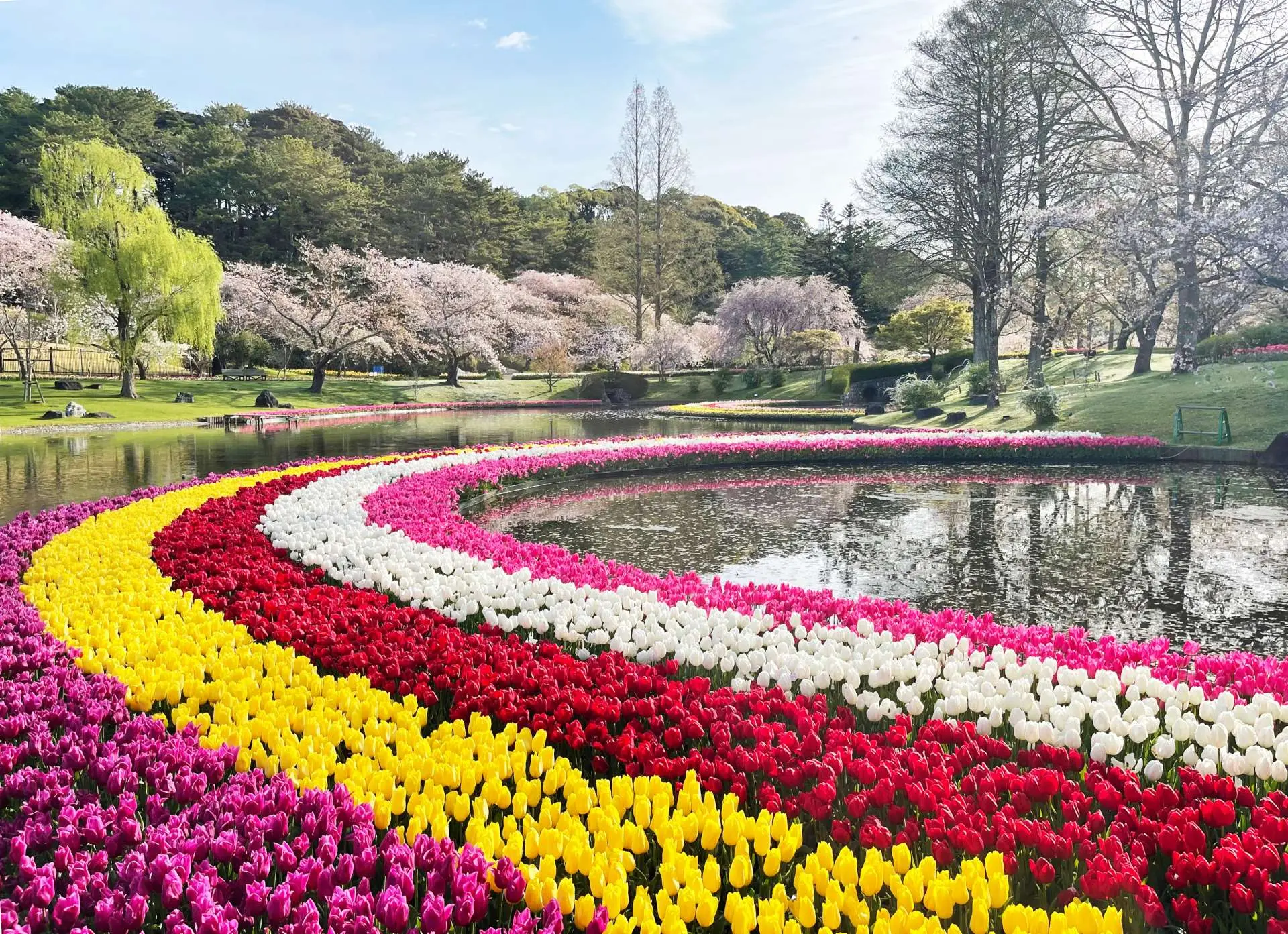 はままつフラワーパーク完全攻略！桜と無料時期の真相と混雑回避術