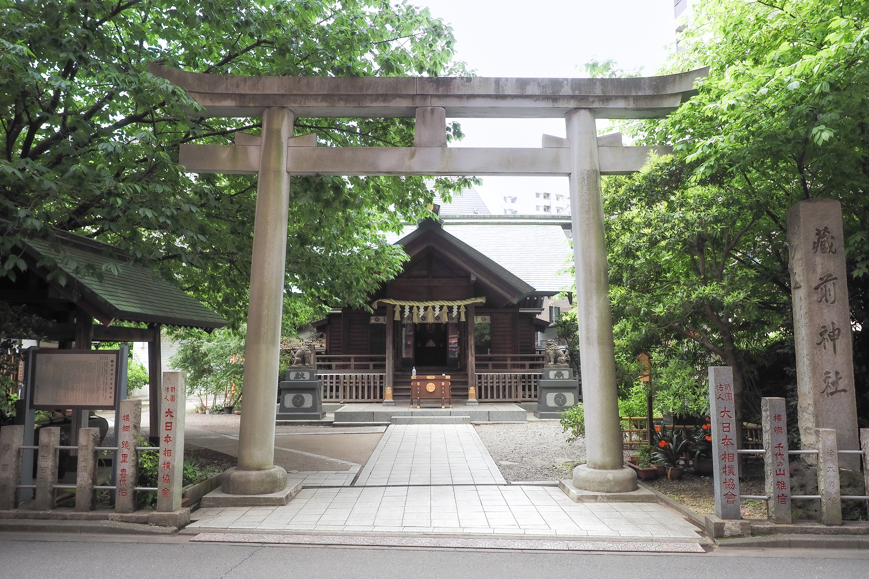 蔵前神社のミモザと河津桜2026！奇跡の同時開花と限定御朱印・混雑回避術