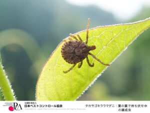 温暖化で都市部の公園にも潜む恐怖――マダニに噛まれたらどうする？命を救う初期対応と2026年の最新感染症リスク