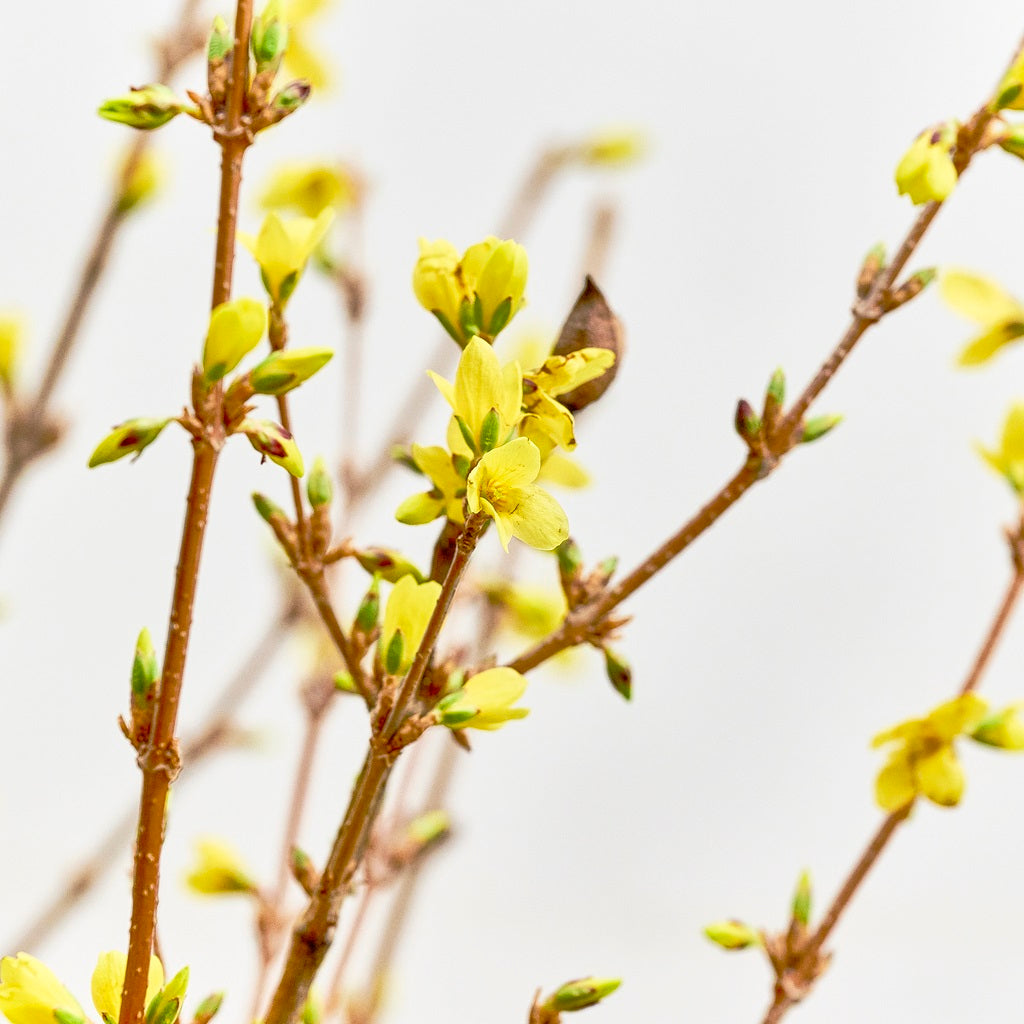 レンギョウの花言葉と開花時期｜ヤマブキ・オウバイとの見分け方と剪定の極意