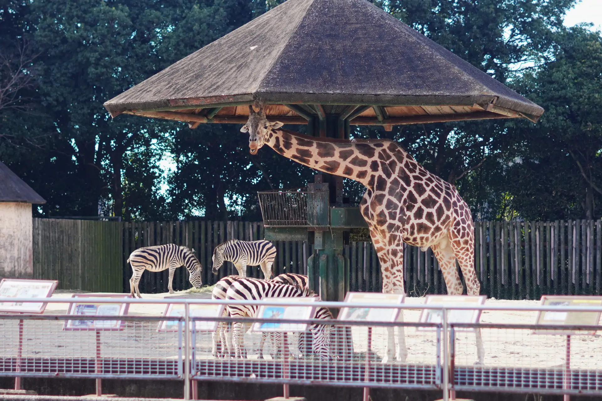 【2026最新】東武動物公園の攻略法！割引チケットと混雑回避術