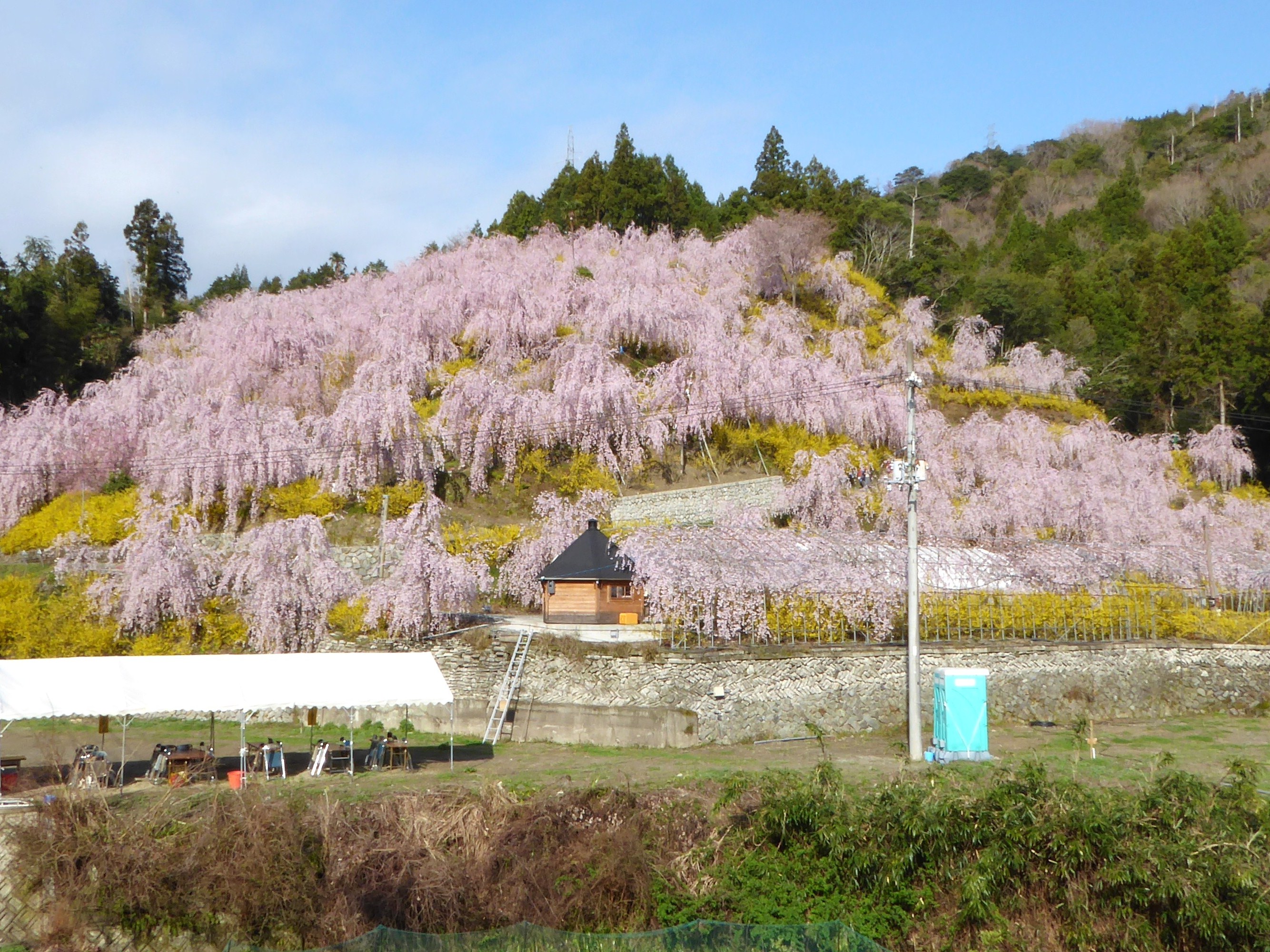 徳島神山町ゆうかの里2026｜しだれ桜とレンギョウの絶景攻略ガイド