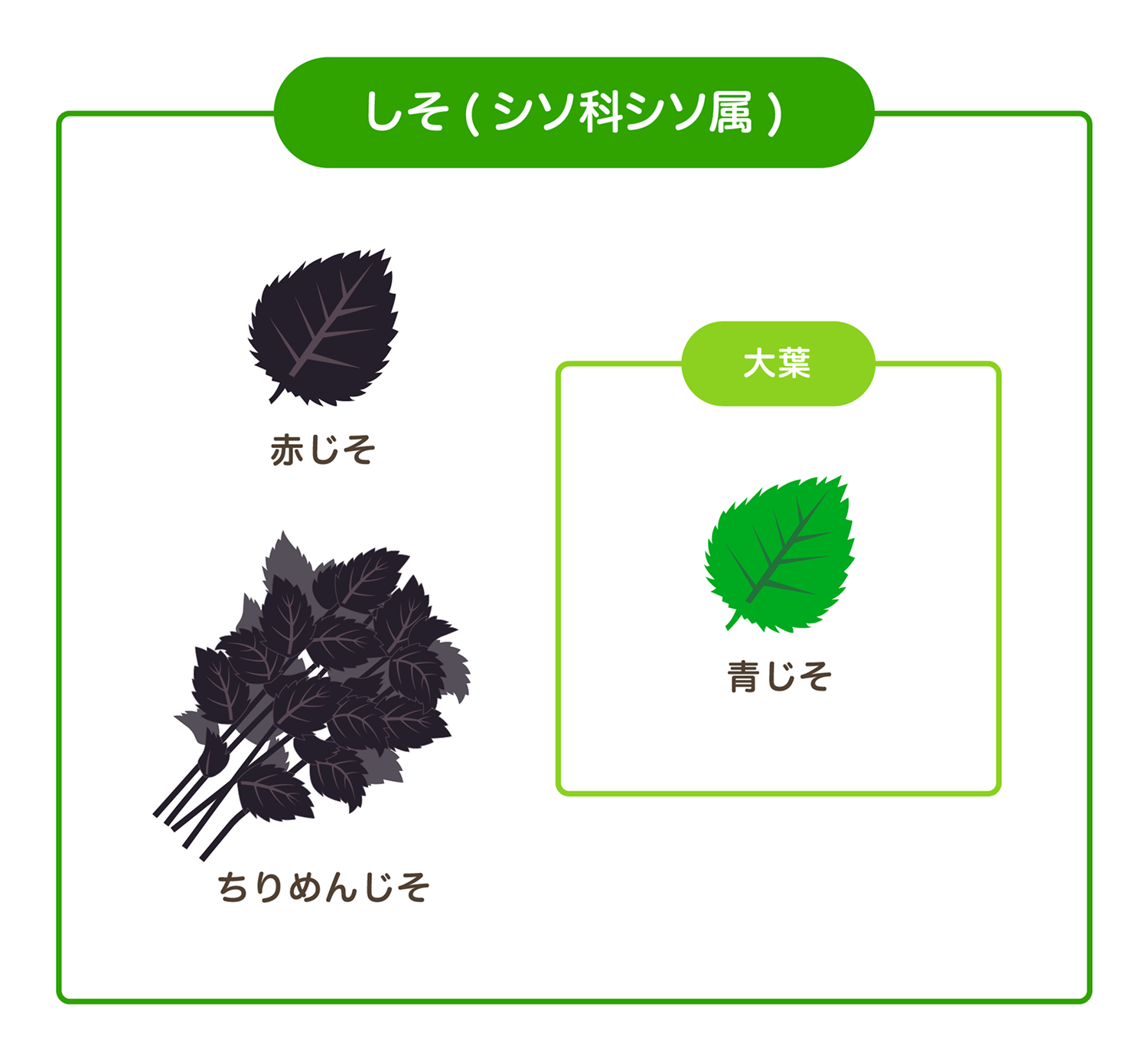しそと大葉の違いとは？呼び名が分かれた歴史の真相と使い分けの極意