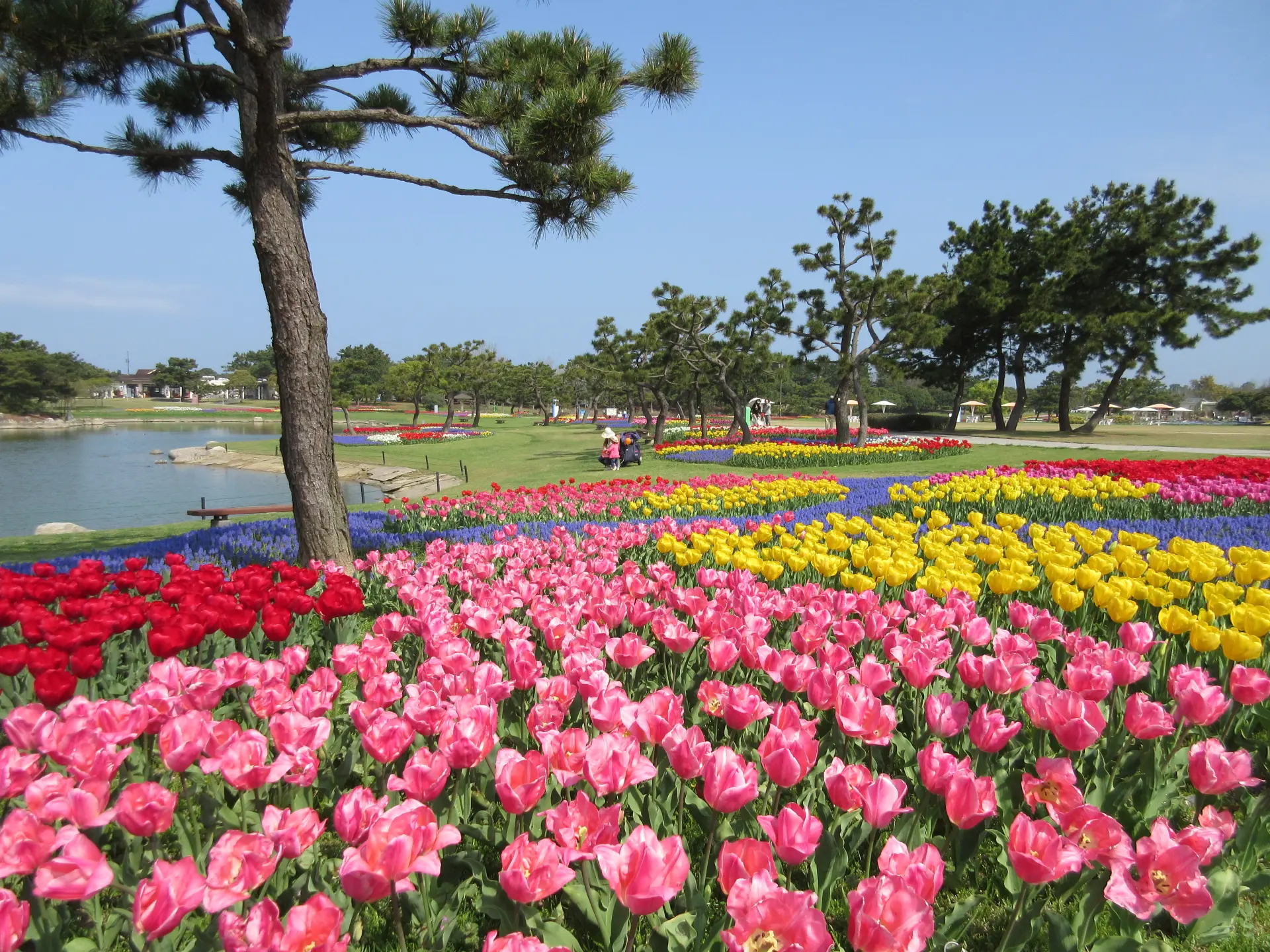 海の中道海浜公園2026徹底攻略！ネモフィラと混雑回避で損しない全技術