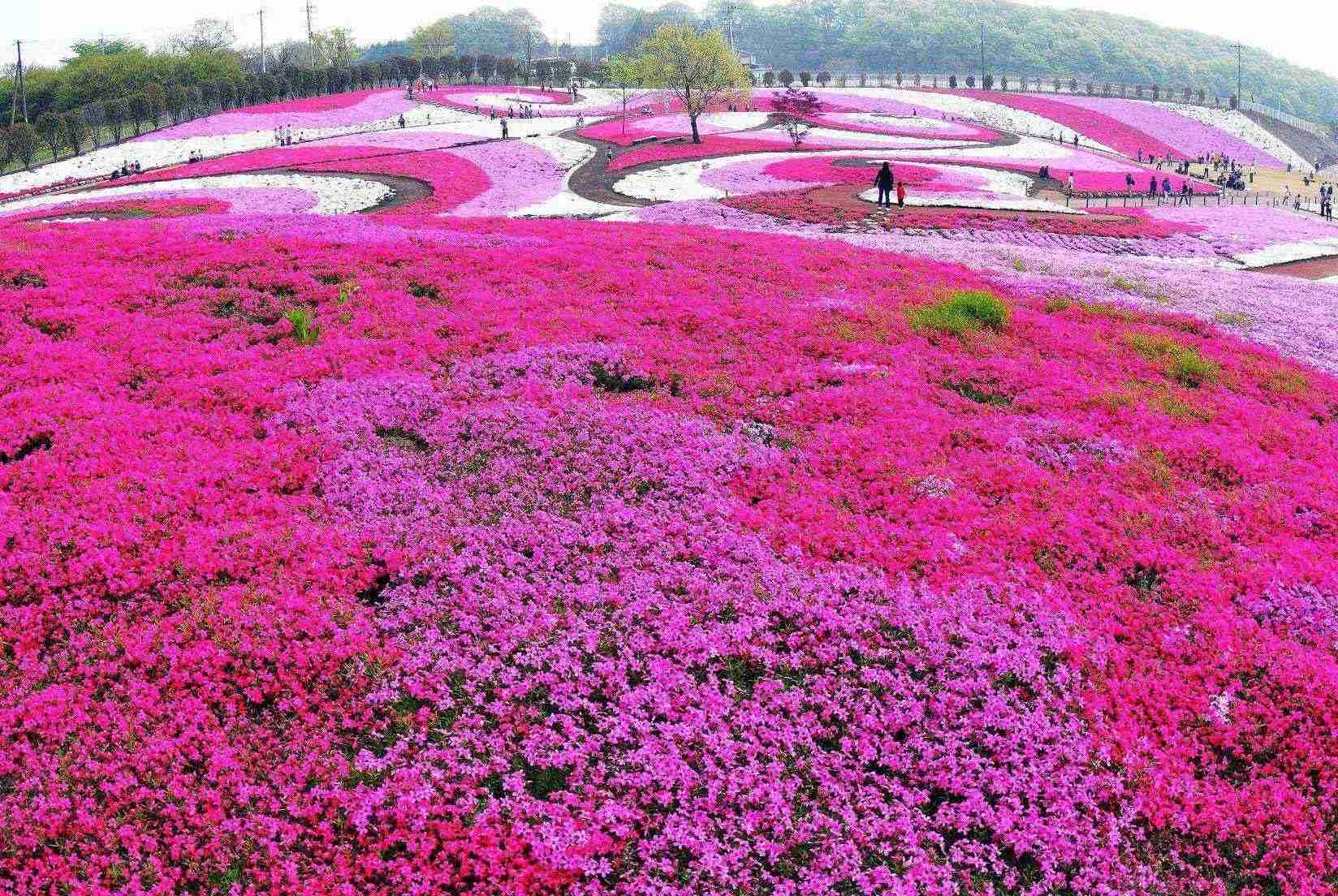 みさと芝桜公園2026見頃と開花状況！混雑回避と穴場を徹底解説