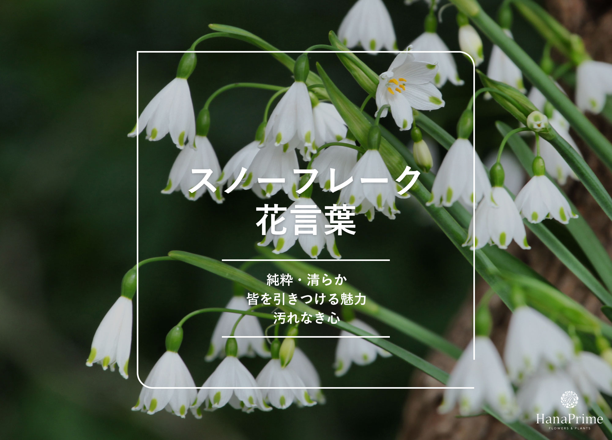 雪の花言葉と冬を彩る植物の真相｜怖い噂の理由と贈り物に役立つ意味