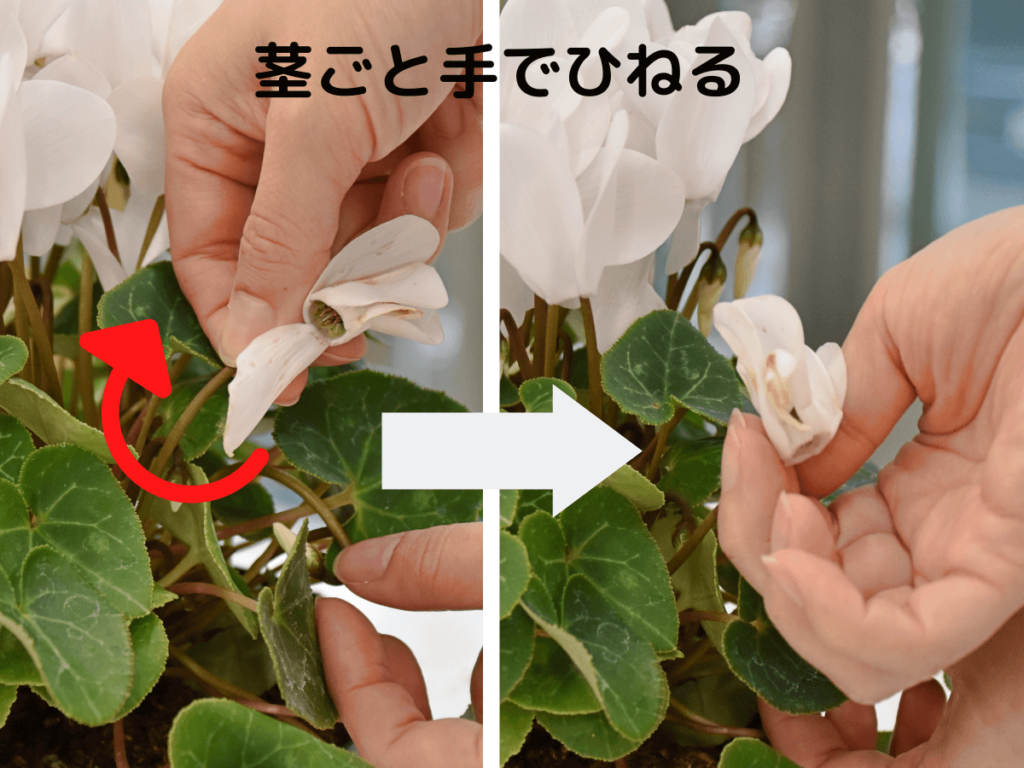 シクラメンの花が終わったら？来年も咲かせる夏越しと正しい手入れ法
