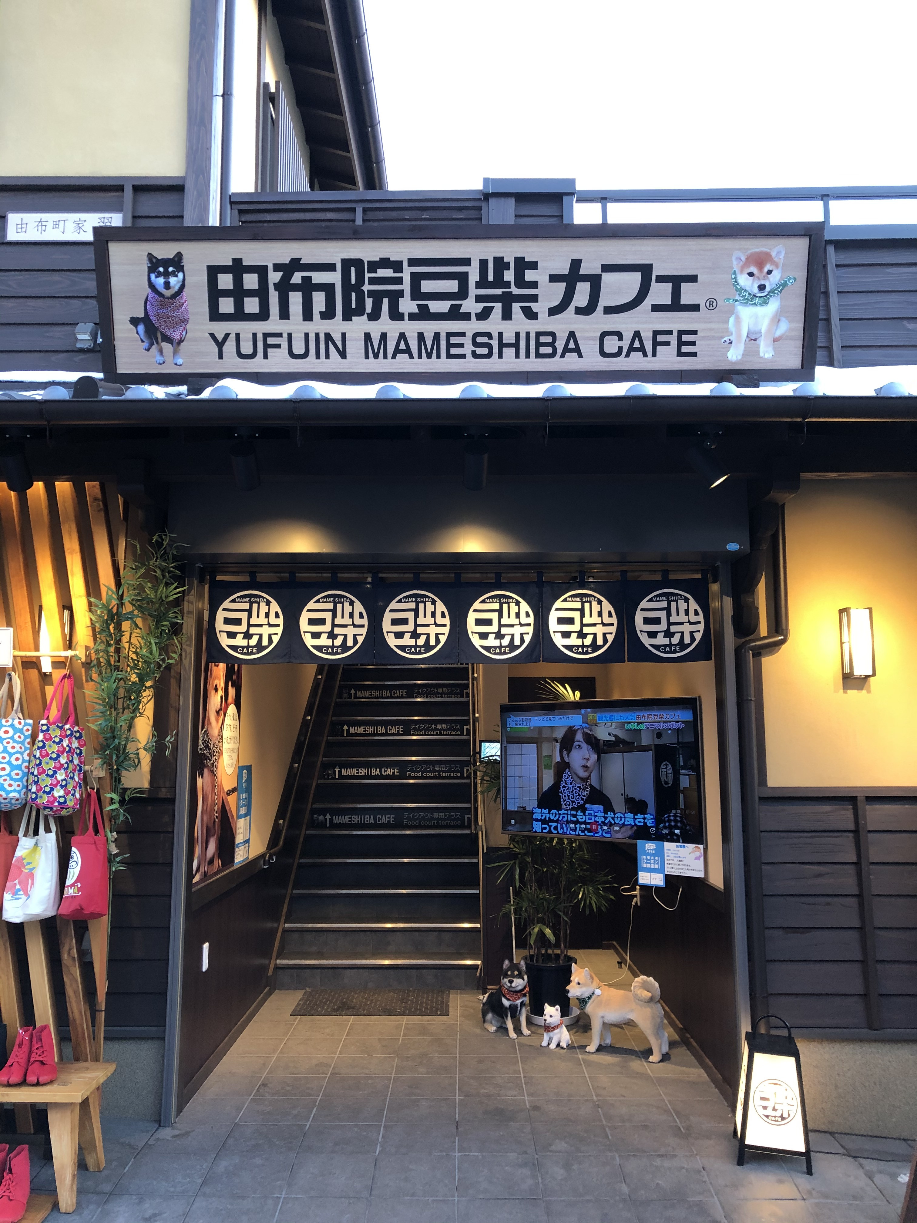 湯布院豆柴カフェ徹底調査！予約不可の真相と整理券・料金攻略法2026