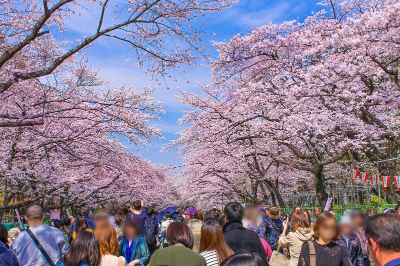 【2026最新】上野公園の桜見頃と開花状況！場所取りルールと穴場を検証