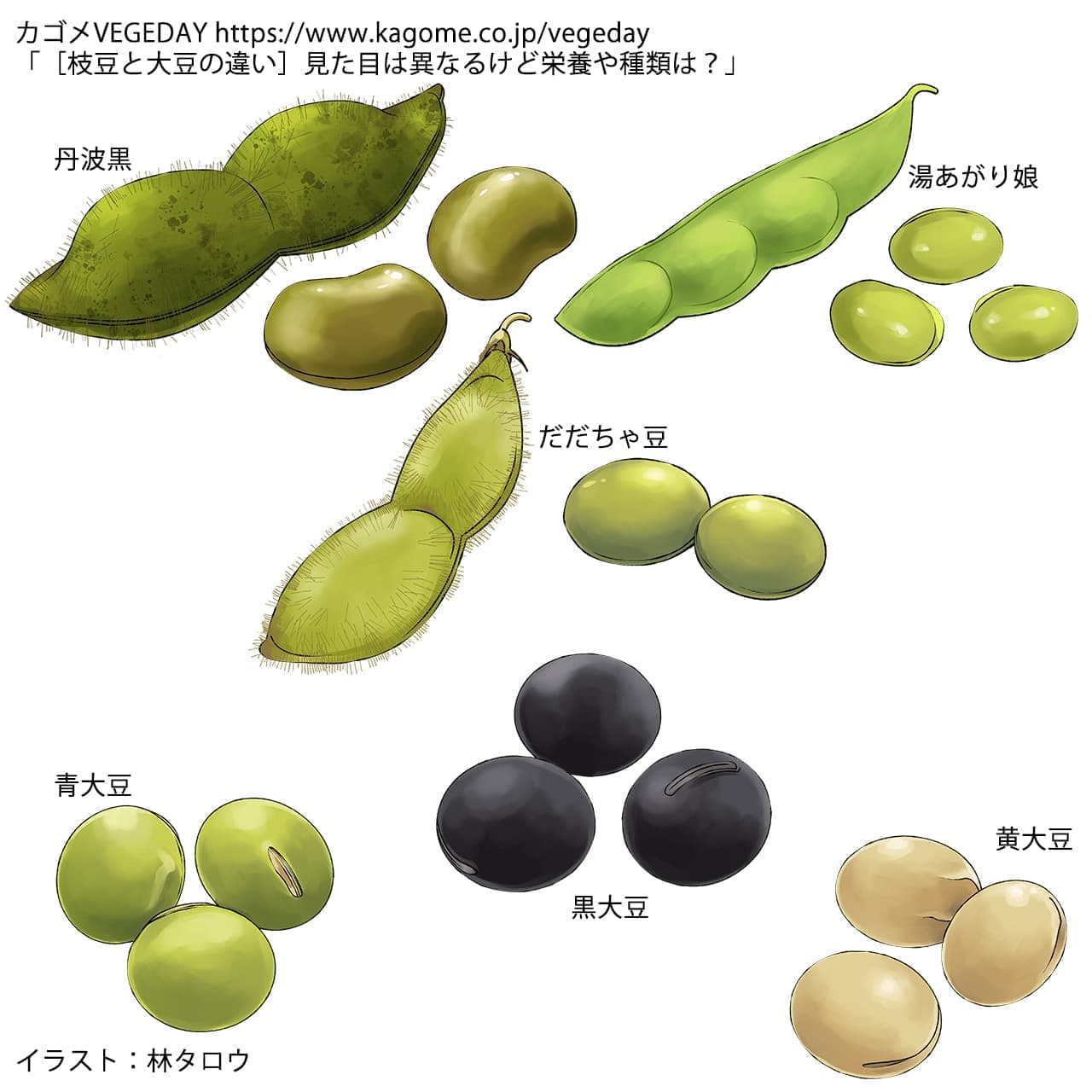 大豆と枝豆の違いとは？実は同じ植物の衝撃真相と栄養・収穫時期の秘密