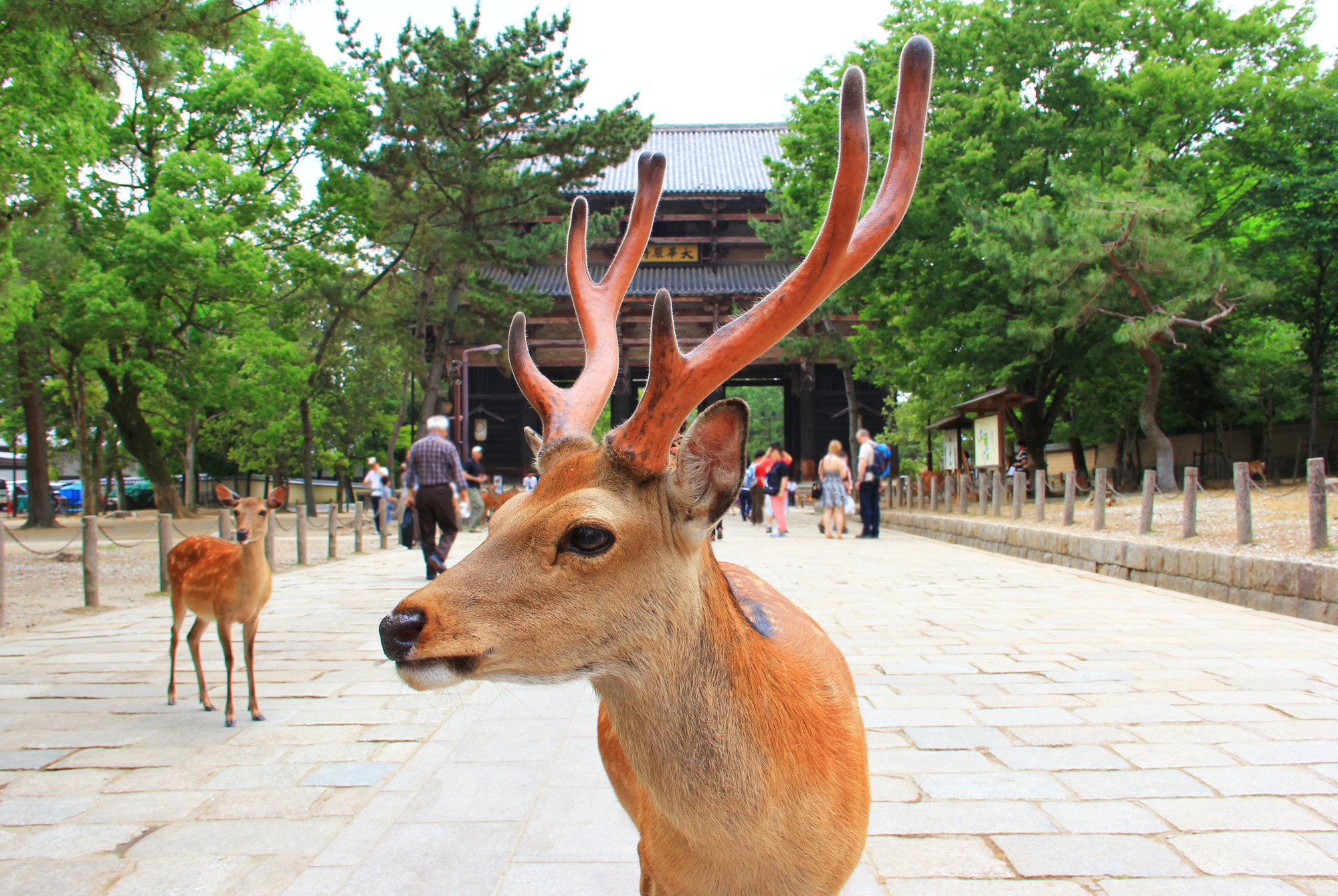 奈良公園の鹿がお辞儀する本当の理由！噛まれるリスクと2026最新事情