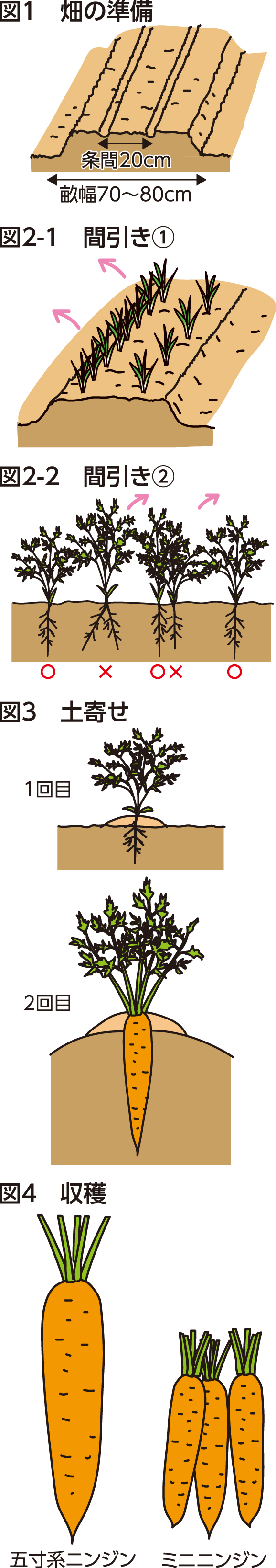 人参の育て方完全攻略！発芽しない理由から甘く育てるプロの秘訣