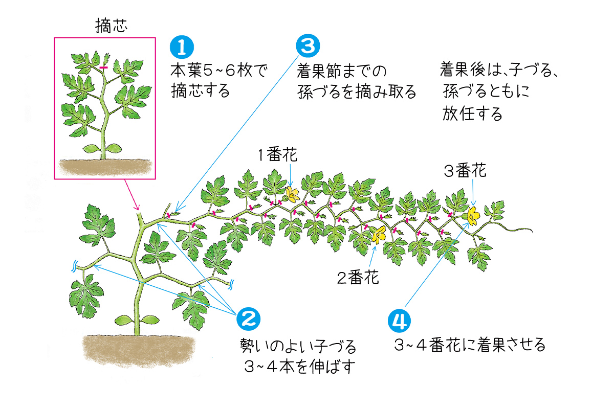 スイカ摘心しないとどうなる？甘さと収穫量を最大化する整枝の極意