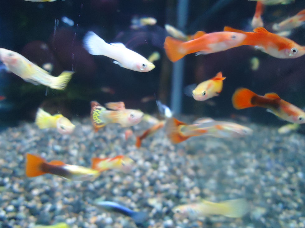 【2026年最新】アクアリウムの常識が変わる。「静かな熱狂」を呼ぶ熱帯魚の秘密と、都市生活者が熱視線を送る理由