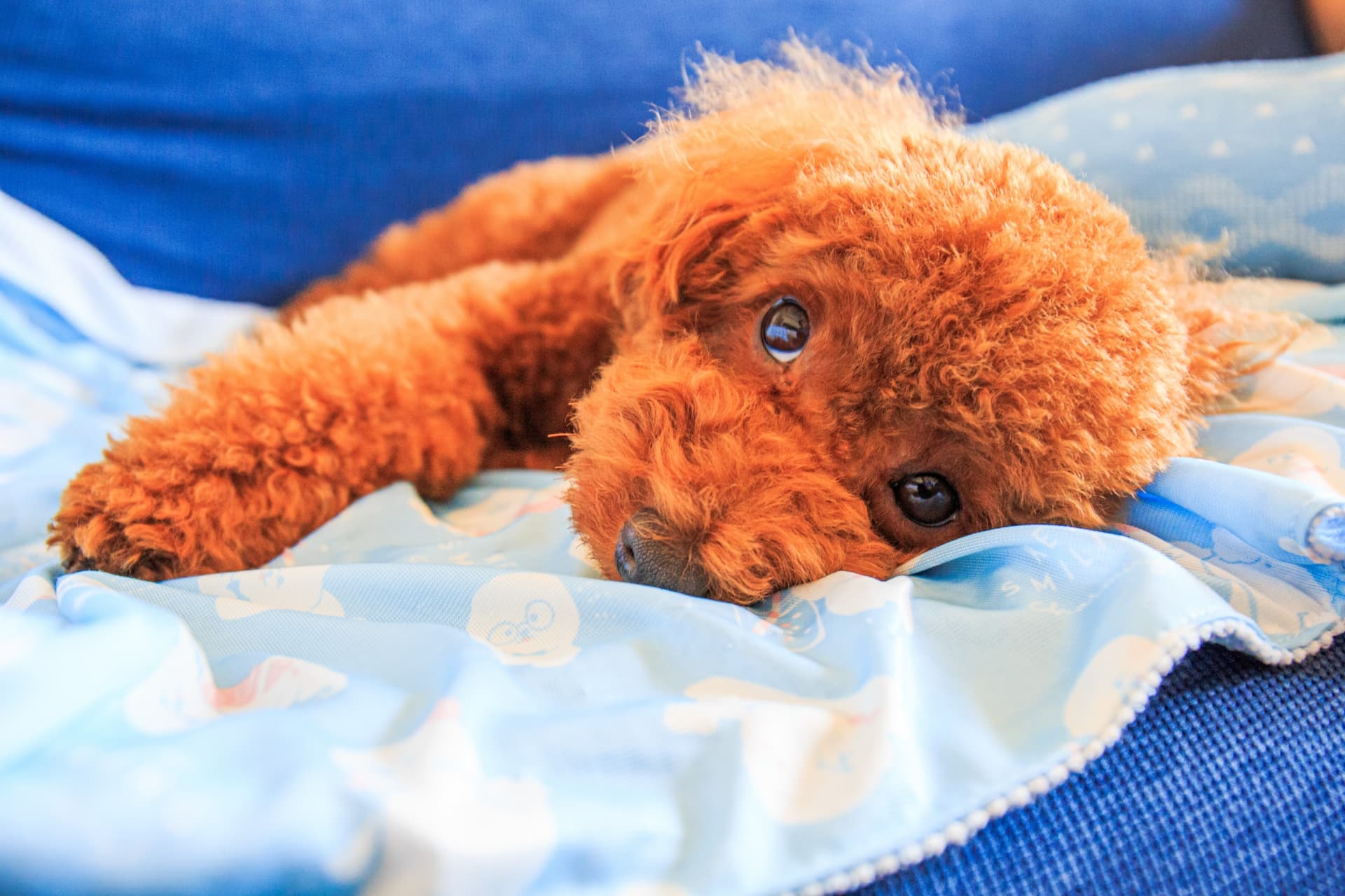 犬アレルギーでも飼える犬は存在するか？低アレルゲン犬種の真実と対策