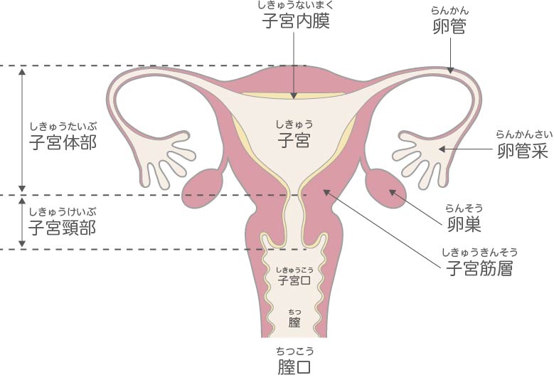 「まんこ」の語源と由来を徹底解明｜方言・歴史的背景と諸説の真相